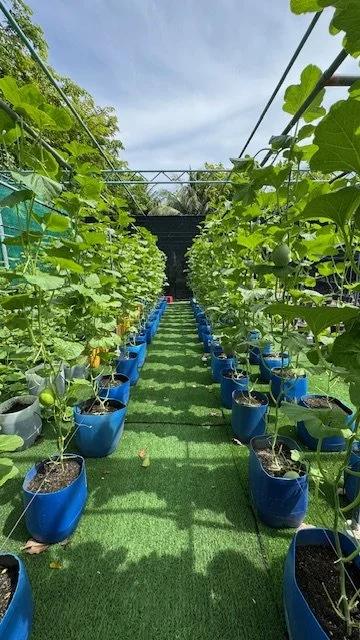 garden 9.jpg