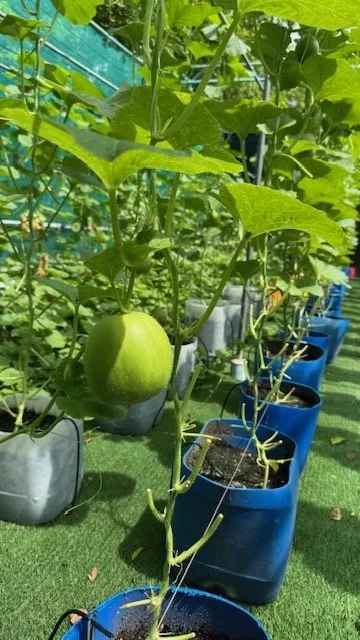 garden 7.jpg