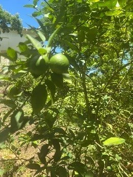 BHGR plant 2.jpg