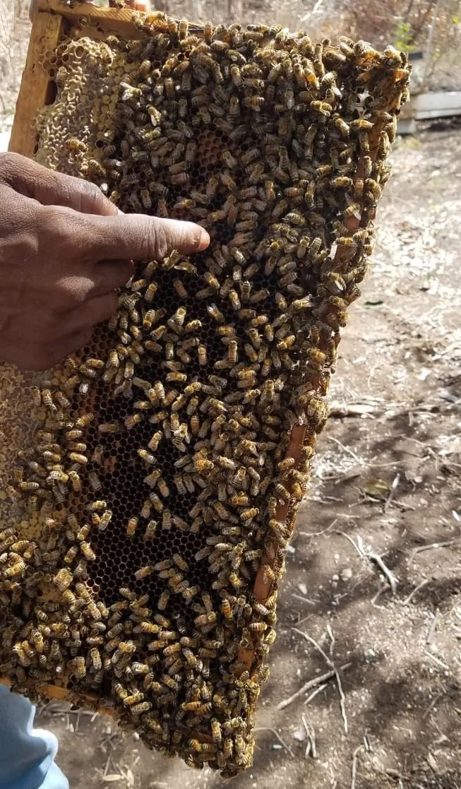 bees 1.jpg
