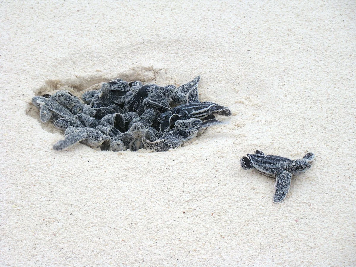 27_lr_sea_turtles_low.jpeg
