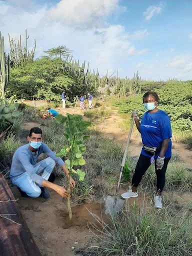 Noord-Aruba_reforestation.jpg