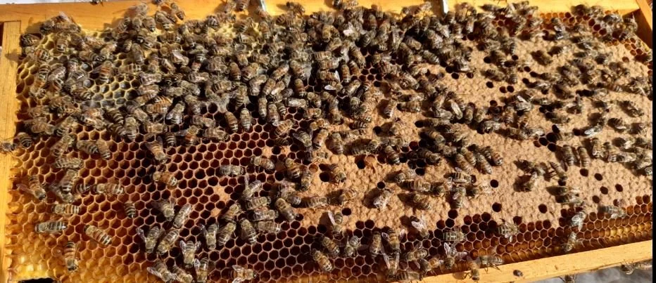bees.JPG