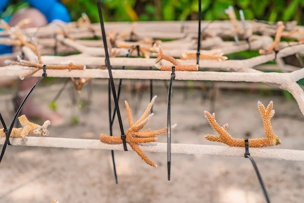Coral Restoration Project.jpg