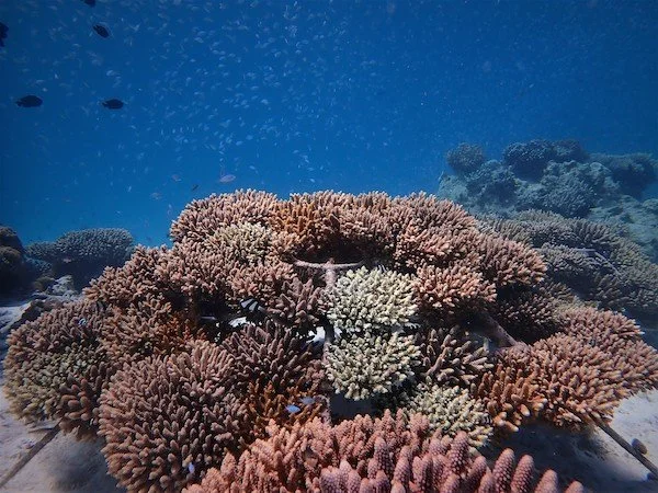 Coral Restoration Project 2.JPG