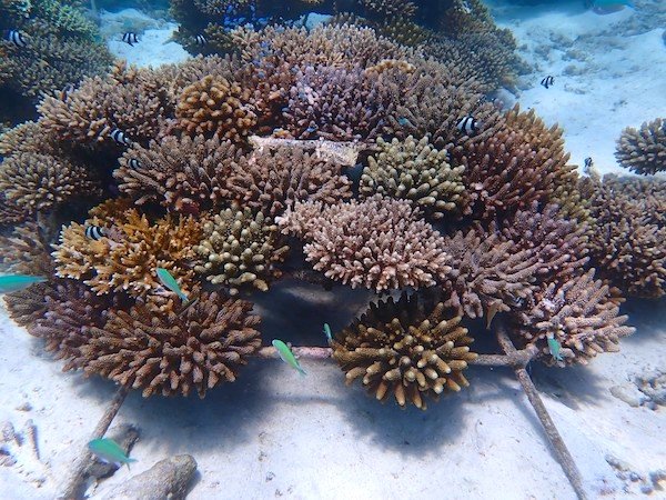 Coral Restoration Project 1.jpg