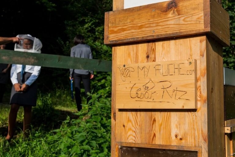 Bee-Hives-768x513.jpeg