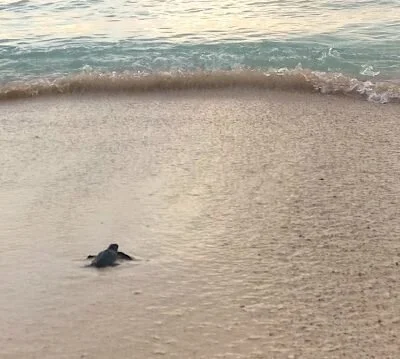 Lone-turtle-400x359.jpeg