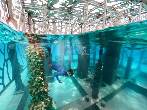 Coralarium 1.jpg