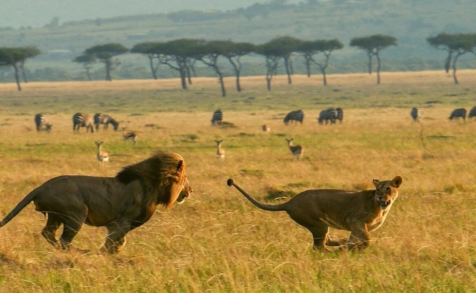 MAR animals 975X600 (4).jpg