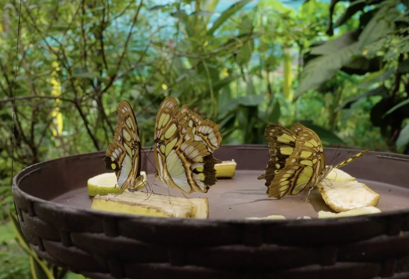 PlayaSoS-MariposarioJardínMágicoPV(10).jpeg
