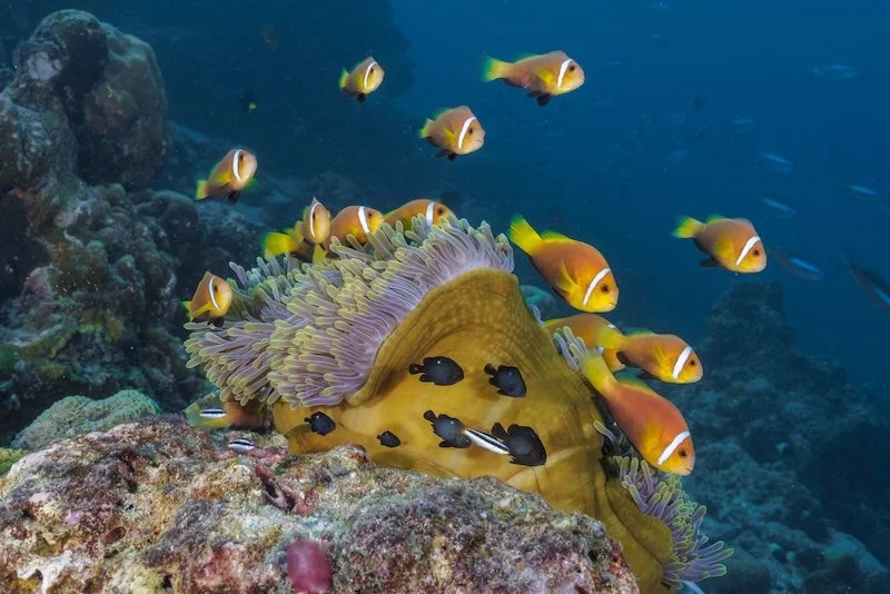 OBLU NATURE Helengeli - Underwater-1041-July 20, 2022.jpg