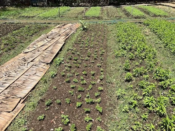 Kitchen Garden