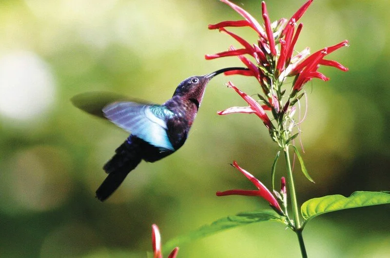 humming-birds-at-ladera-resort.jpg