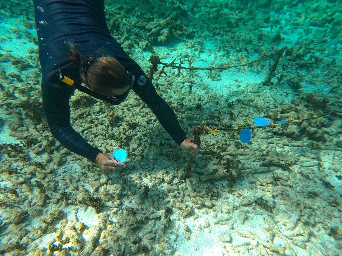 Coral Restoration - Le Barthelemy Hotel & Spa.JPG