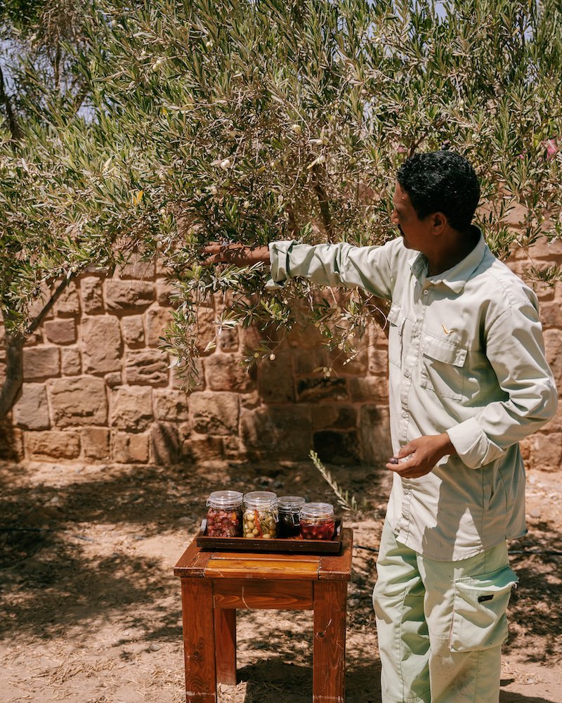 Olive harvest.jpg