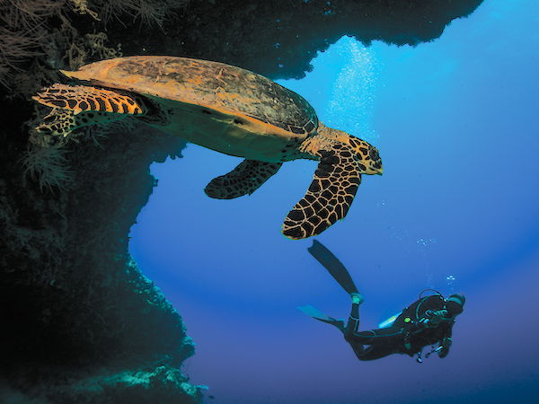 OBLU SELECT SANGELI - ACTIVITIES - Diving 16.png