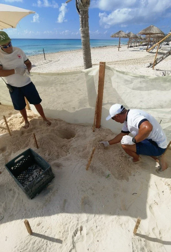 Guardavidas recaudando tortugas