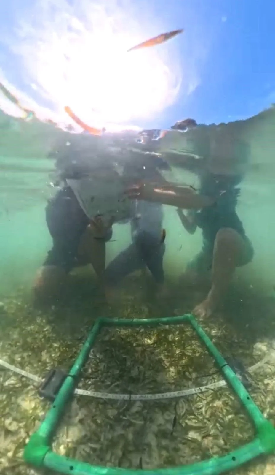 Seagrass_2.jpg