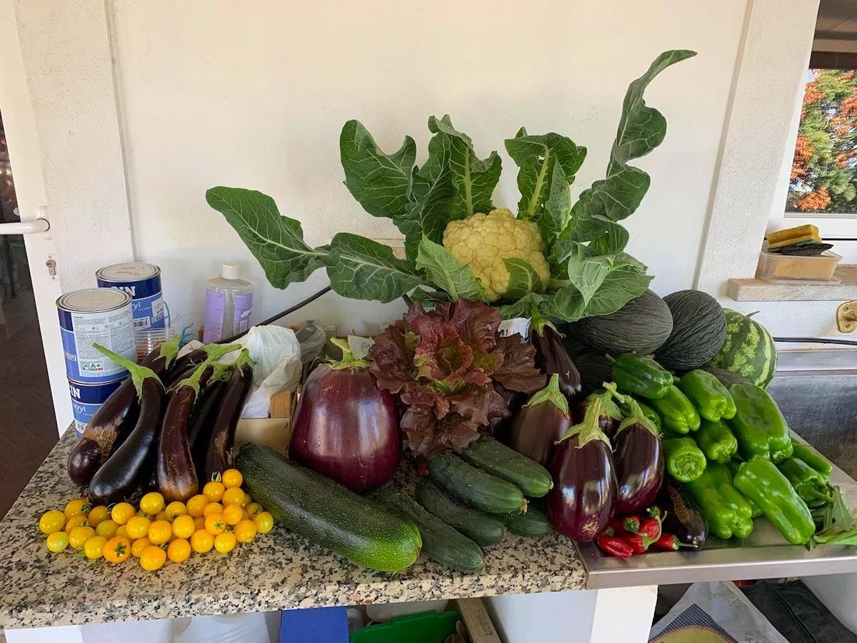 harvest.jpg