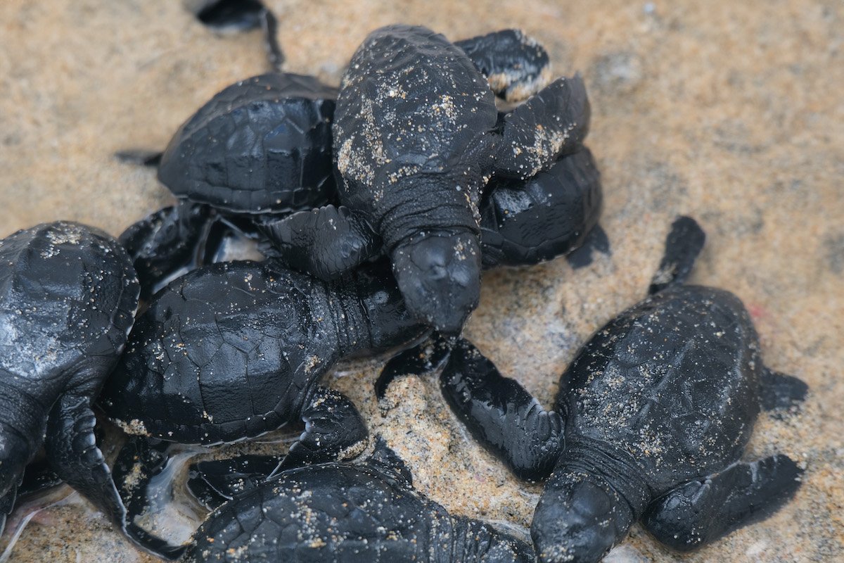 Turtle Conservation 2.jpg