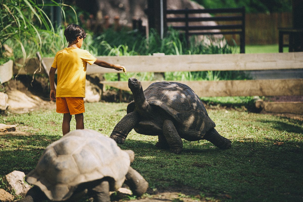 0705_19_RFLSEY_Boys_tortoise-208.jpg