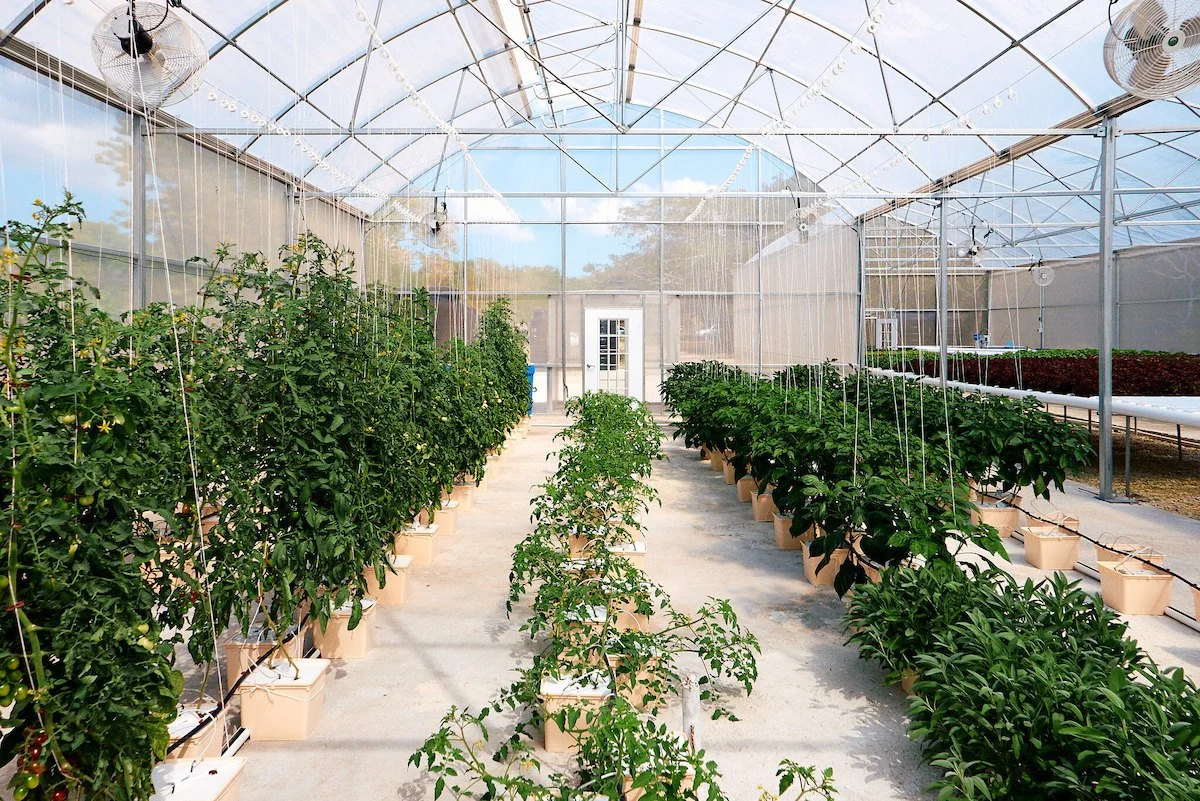 Greenhouse.jpg