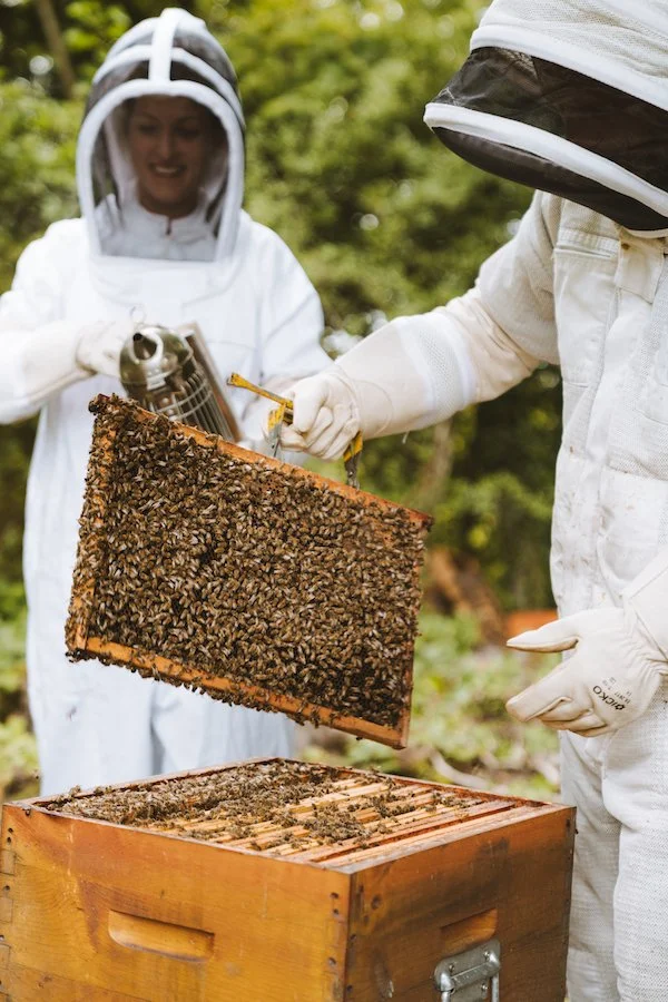 Royal Champagne Beehives (5).jpg