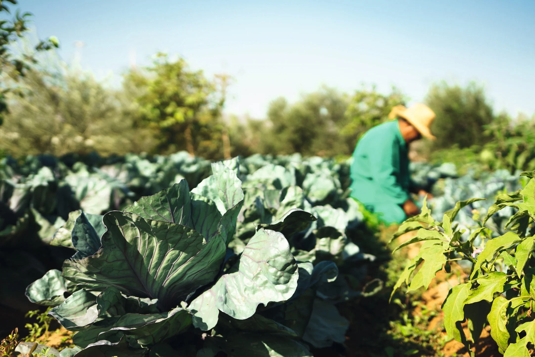 Organic farm.jpg