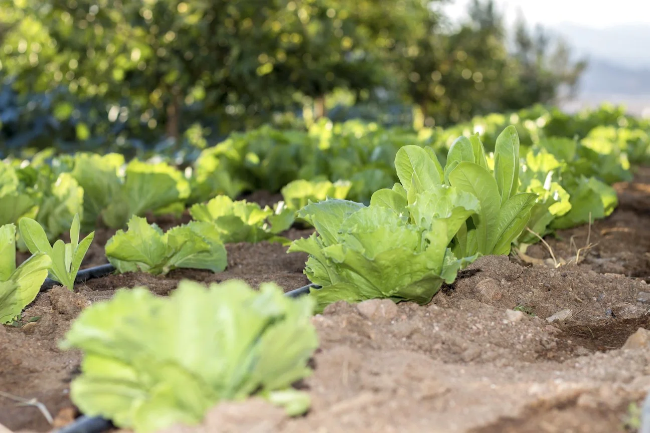 Movenpick -Organic farm 2 .jpg