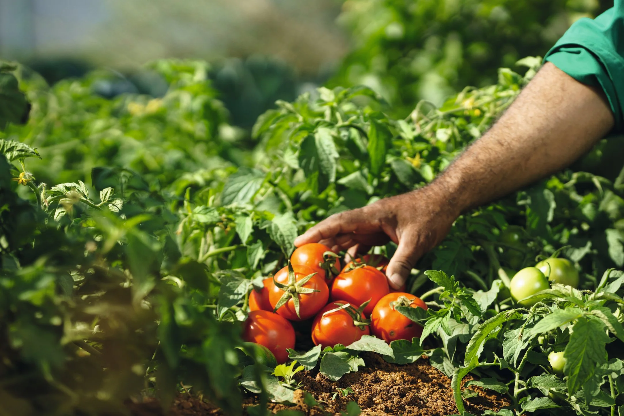 Movenpick sharm el sheikh organic farm.jpg