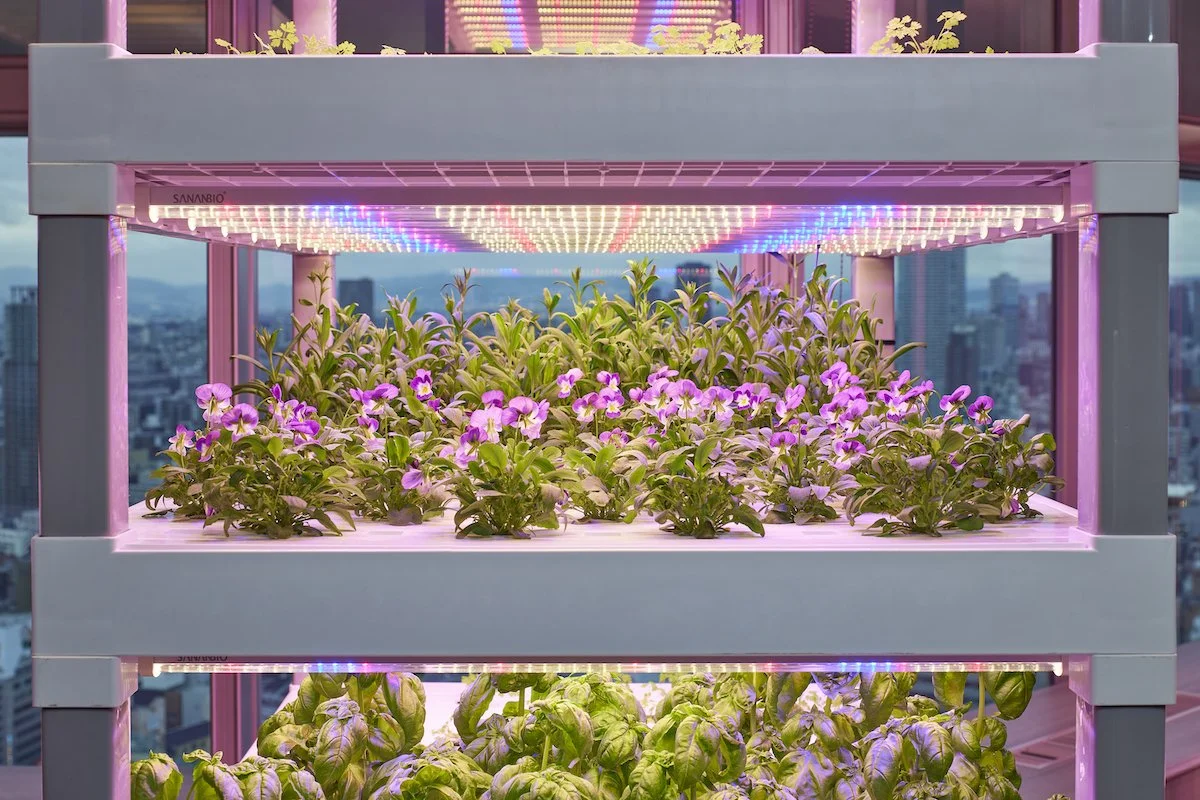 Sky_Farm_05.jpg
