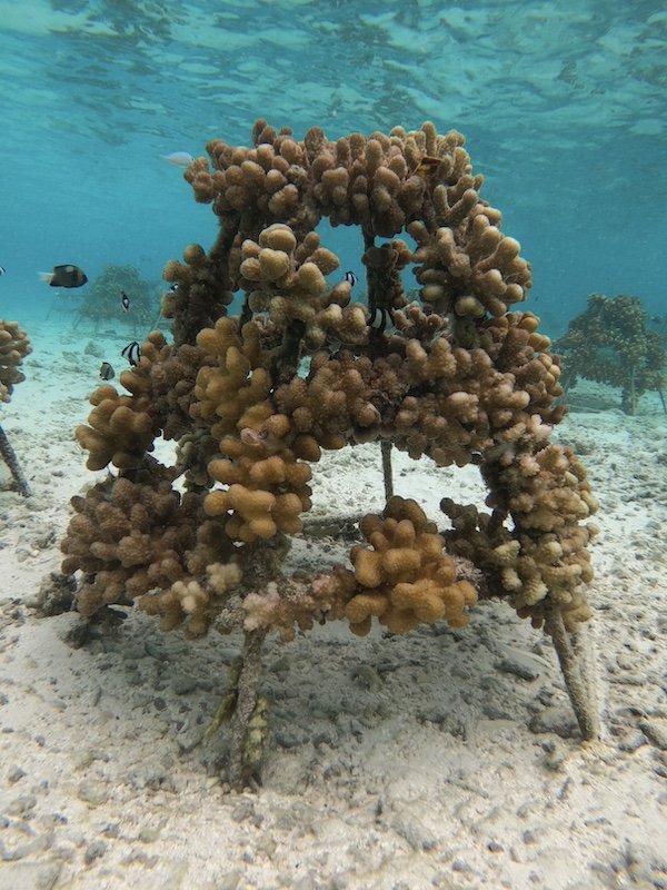 Coral_Regeneration_Project.jpg