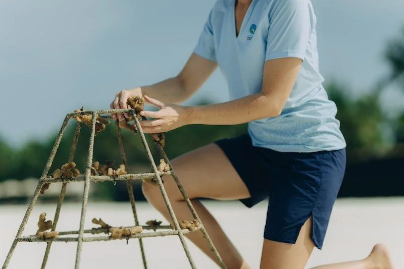 Coral_Regeneration.jpg