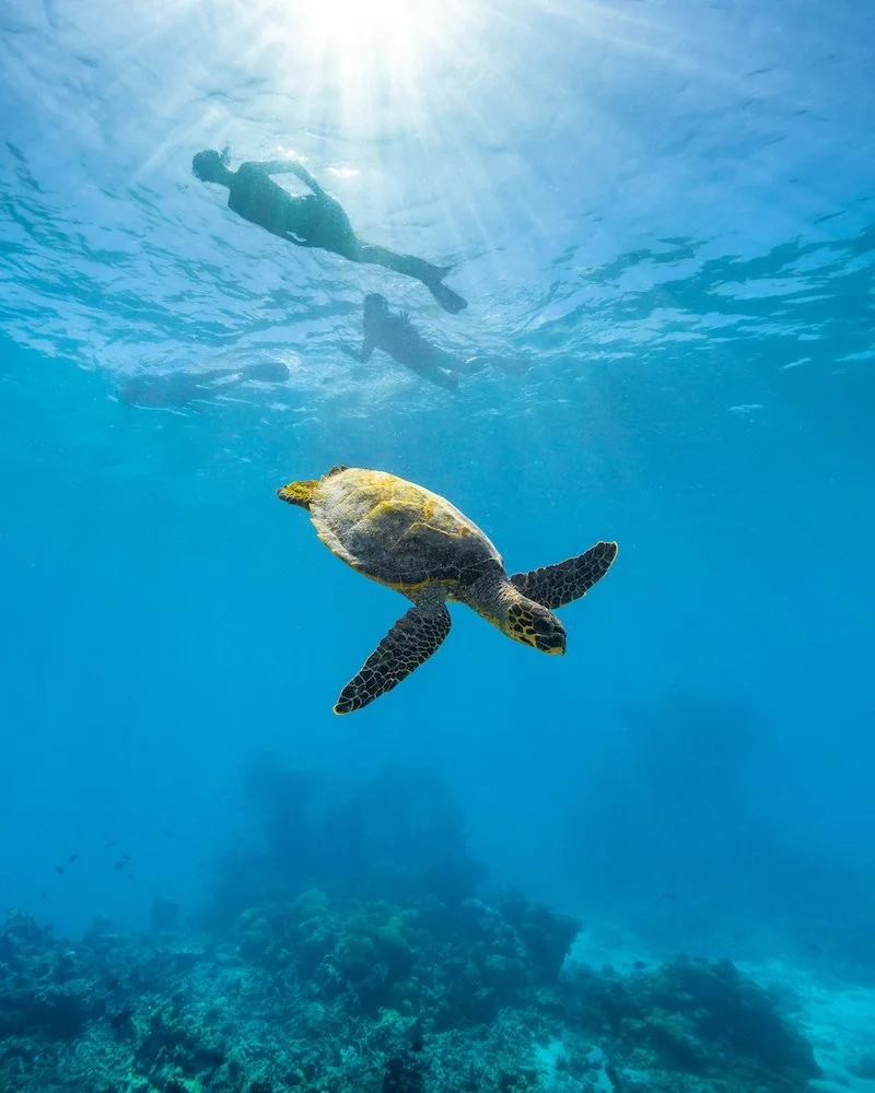 Turtle Expedition.jpg
