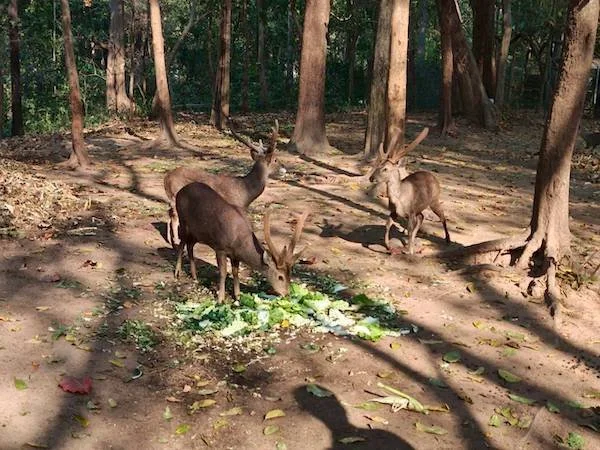 Wildlife_1.jpg