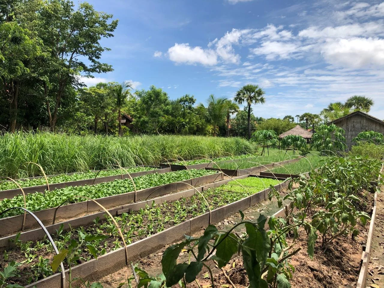 3.1 Garden3.jpg