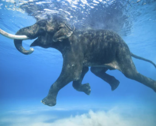 Vital Impact’s fine art prints directly support grassroots organizations across the globe who work tirelessly to sustain our planet by preserving human and wildlife habitats. 