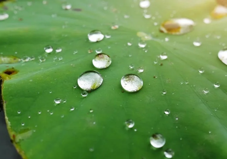 The self-cleaning ability of lotus leaves has inspired the construction of self-cleaning surfaces. The Lotus Effect is based on the micro/nano-structures creating roughness on the surface and the hydrophobic wax coating on the lotus leave. Such self-