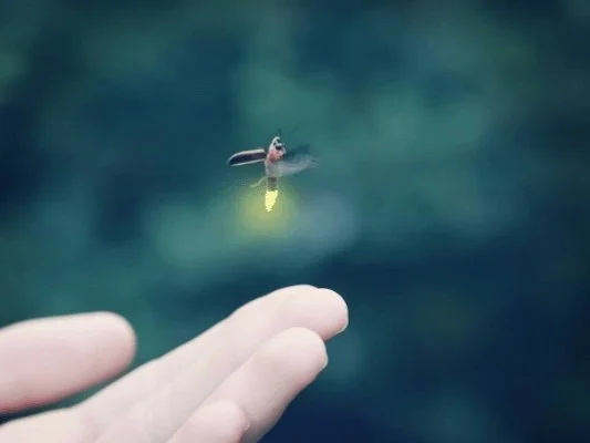 Nearly 100% of a firefly’s glowing energy is given off as light. Whereas only 10% of a standard light bulb is give off as light with 90% given off as heat.  Consequently, scientists applied the jagged design of firefly scales to the surface of LED li