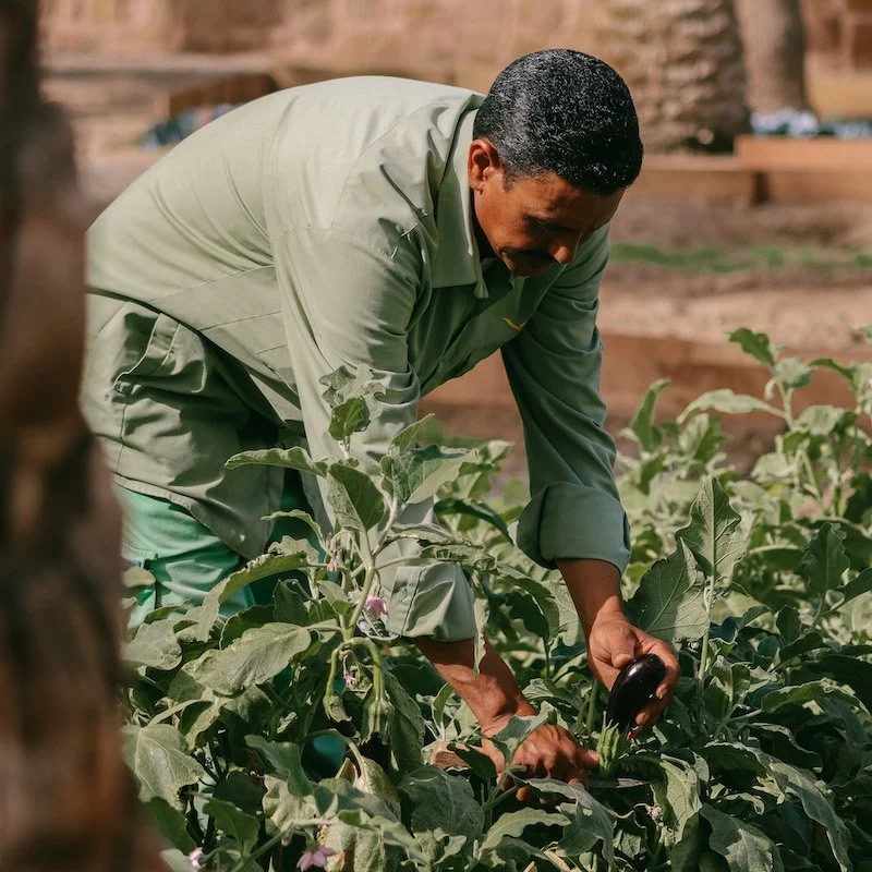 Mövenpick Resort El Quseir: Farm-to-Fork