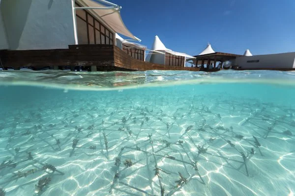 Sea of Stars at W Maldives