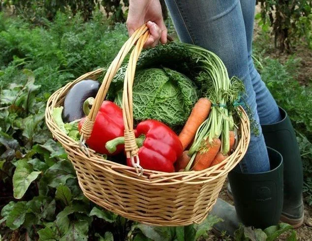 Puy du Fou utilises its rural location to grow a substantial amounts of the food that is consumed by its theme park guests. 3.5 tons of fruit and vegetables, including 1.2 tons of strawberries, come from their own market garden.