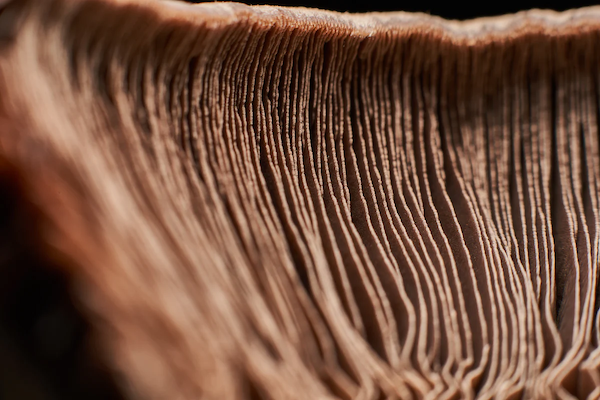 Close-up of mushroom gills showing detailed lines and texture.