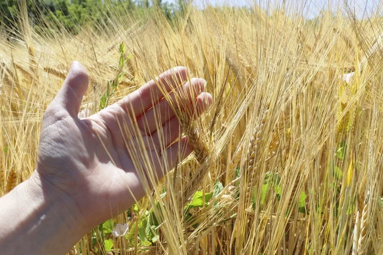 A person's hand touches golden wheat stalks in a field during daytime.