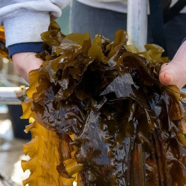 Seaweed is easy to grow, versatile, and beneficial to ocean ecosystems. Farming seaweed is an efficient way to produce highly nutritious food for a growing population. Unlike terrestrial crops, seaweed doesn’t require fertilizer, pesticides, freshwat