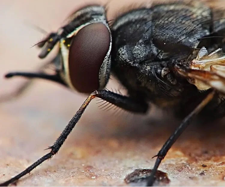 Circular solutions, such as the black soldier fly (BSF), are promising. This incredible insect converts food waste into useful proteins and other high demand products, such as organic fertilizer that can be used in cities, parks and green spaces.