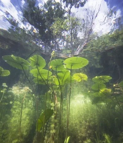 Natural pools also known as eco pools or organic pools use natural rocks and plants to keep the water healthy and free of bacteria and algae (rather than chlorine, UV sanitation, or a salt chlorinator). This system is known as a biofilter, and it use