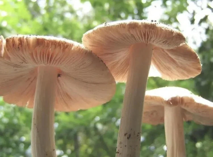 When Yale University students found Pestalotiopsis, in the rainforests of Ecuador in 2011, they discovered the first fungus that not only has a voracious appetite for plastic but can thrive in oxygen-starved environments like landfills. They taste go