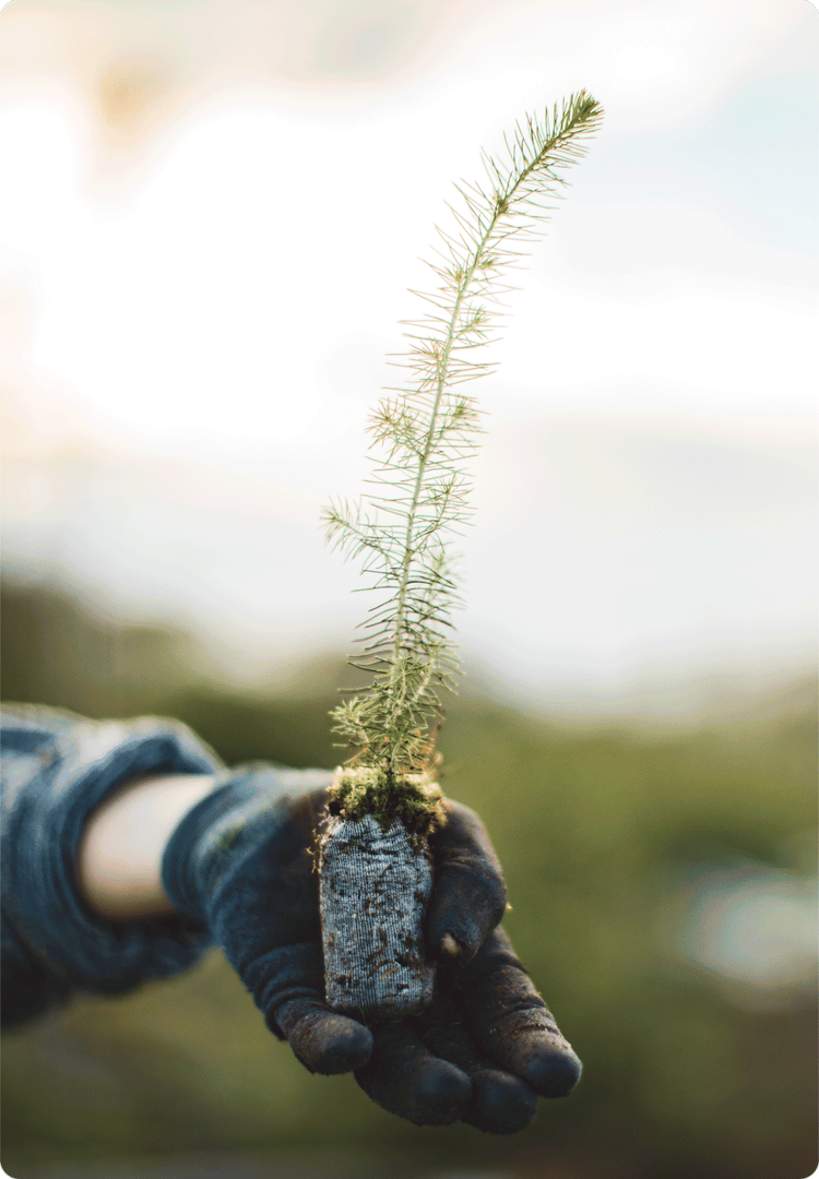 The veritree community believes in creating transformative change to shape a better future for all life on earth. Investing in an impact portfolio with veritree curates a set of restorative projects and associated impacts that are aligned with impact
